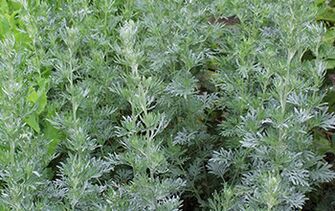 sage