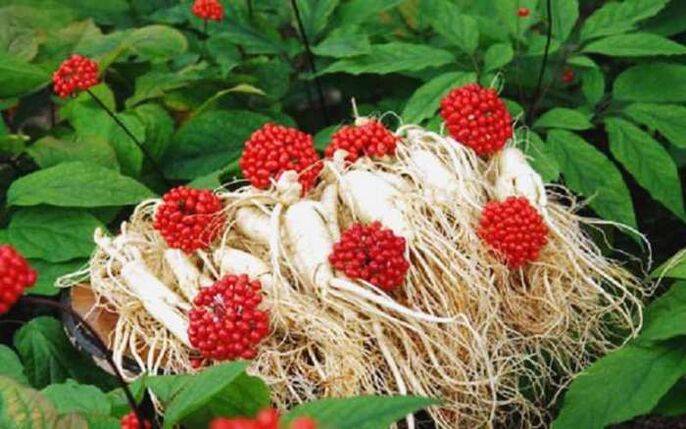Ginseng root increases male potency, which aids in the growth of the head of the penis